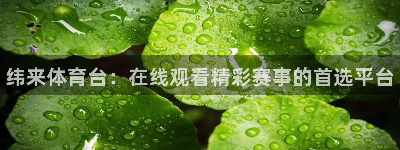 纬来体育台：在线观看精彩赛事的首选平台